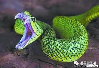 国产蛇能长大吗视频大全,视频大全揭秘蛇类成长奥秘