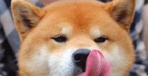 国产爱情电影舔狗视频播放