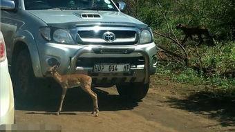 国产猎豹多少升油啊视频,多少升油跑完全程？