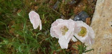 国产欧洲韩国野花视频一,一场跨越国界的视觉盛宴