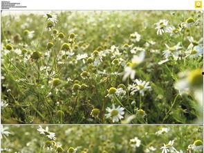 国产欧洲韩国野花视频一,一场跨越国界的视觉盛宴