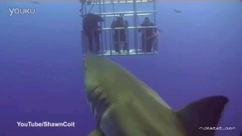 国产鲨鱼视频在线播放,在线观看，畅享视听盛宴