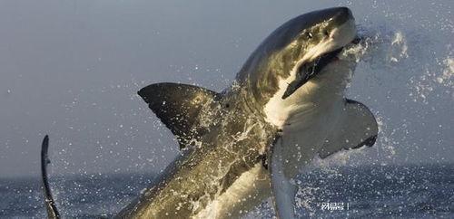 国产大白鲨鱼视频,揭秘神秘海洋巨兽的生态奥秘
