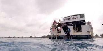 国产大白鲨鱼视频,揭秘神秘海洋巨兽的生态奥秘