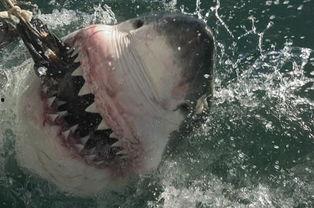 国产大白鲨鱼视频,揭秘神秘海洋巨兽的生态奥秘