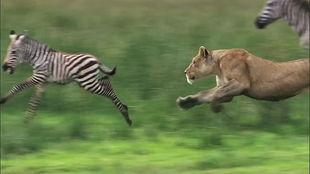 斑马国产测评视频大全下载