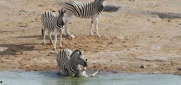 斑马国产测评视频大全下载