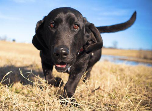 最牛国产电梯视频大全,最牛电梯视频大全深度解析