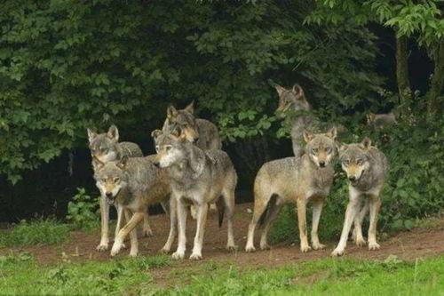 狼群视频国产在线,国产在线影视盛宴
