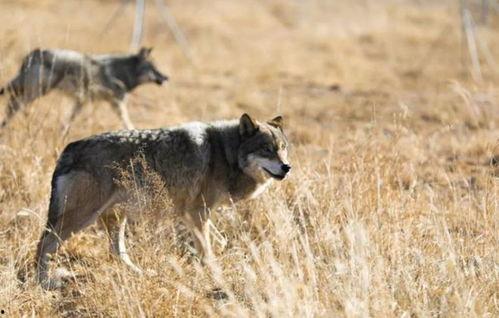 狼群视频国产在线,国产在线影视盛宴