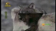 狼群视频国产在线,国产在线影视盛宴