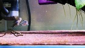 国产大鳄繁殖视频教程下载,揭秘繁殖技巧与成功之道